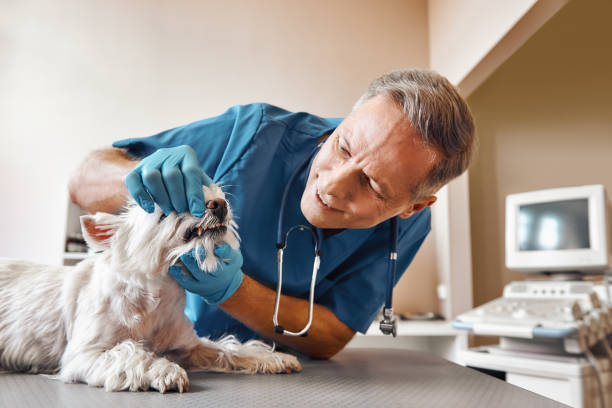 Best Emergency Care for Gum Disease in West Hempstead, NY